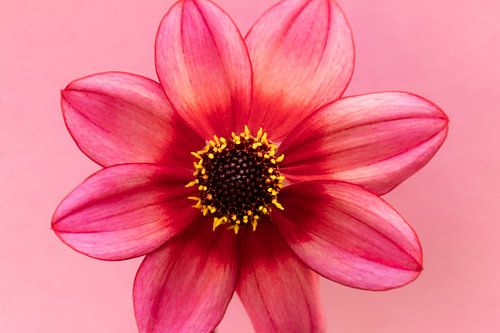 L'amour des dahlias's 4 sur Cindy Mulder