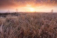 A beautiful morning on the Balloërveld, Drenthe - Netherlands by Bas Meelker thumbnail