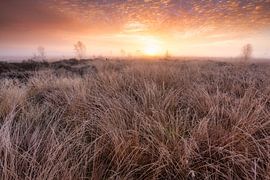 A beautiful morning on the Balloërveld, Drenthe - Netherlands by Bas Meelker