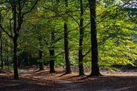 Zonnige dag in het bos bij de Utrechtse Heuvelrug von Nel Diepstraten Miniaturansicht