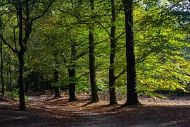 Zonnige dag in het bos bij de Utrechtse Heuvelrug