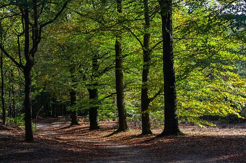 Zonnige dag in het bos bij de Utrechtse Heuvelrug