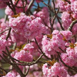 Lentebloesem by Georges Hoeberechts