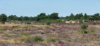 Bruyère en fleur sur l'Aekingerzand.