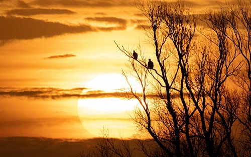 Bald eagle love at sunrise