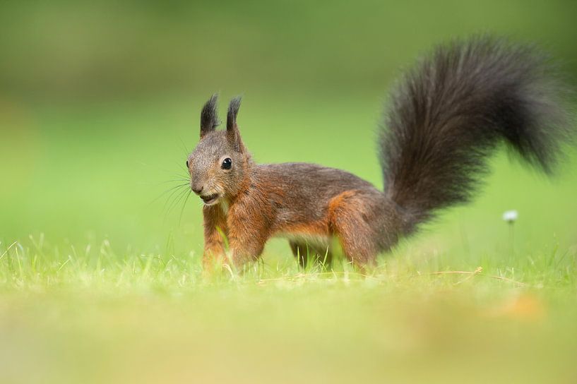 Squirrel by Vienna Wildlife