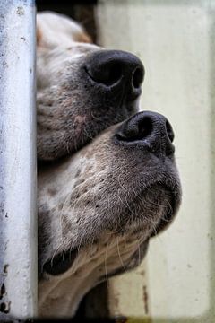 Nieuwsgierige Foxhounds van Wybrich Warns