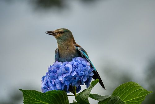 Portrait de l'amateur