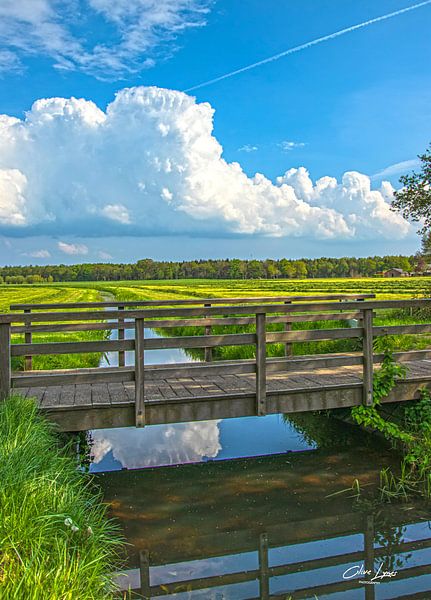 Country Life by Clive Lynes