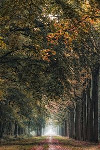 Liesbos het laantje sur Jos Erkamp