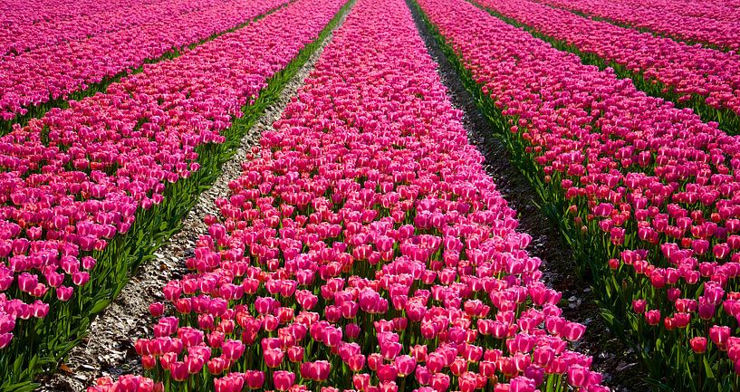 Tulpen landschap van PvdH Fotografie