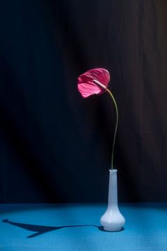 Rote Blume in weißer Vase auf blauem Hintergrund. von Lieke van Grinsven van Aarle