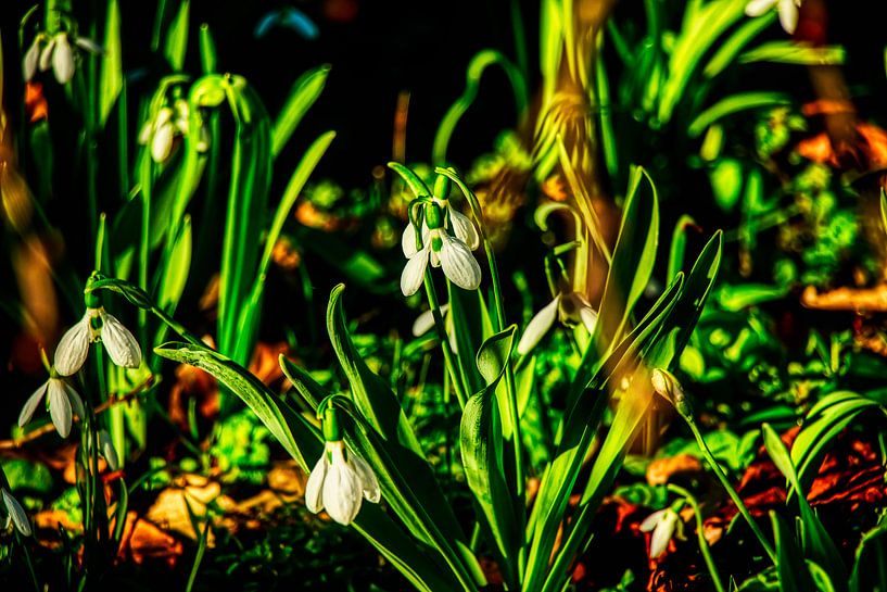 Flora in Zwolle von Liberty Biesma