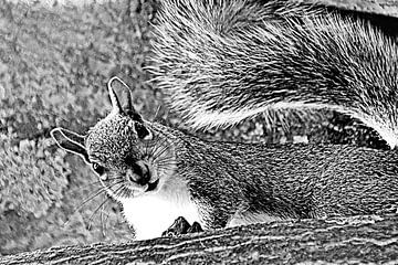 un écureuil curieux monochrome mixed media sur Werner Lehmann