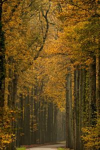 Bäume im Wald in voller Herbstfärbung