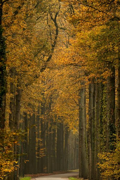 Bomen in het bos in volle herfstkleuren van Francis Dost