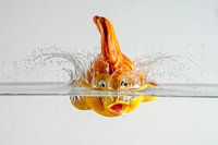 Speedy Nemo