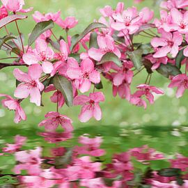 Rêve de fleurs sur christine b-b müller