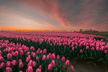 Roze tulpenrijen bij zonsondergang
