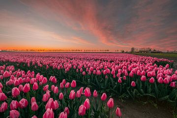 Champs de tulipes roses sur Sidney van den Boogaard