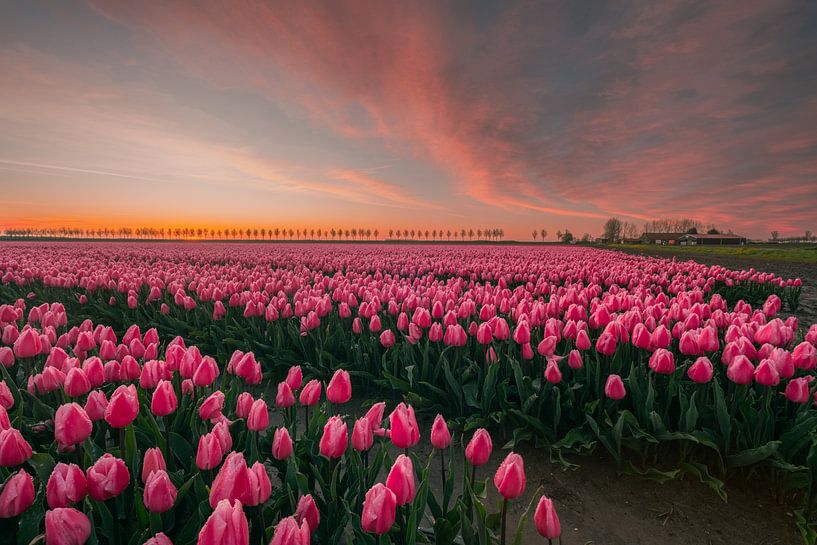 Roze tulpenvelden van Sidney van den Boogaard
