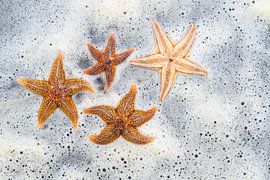 Starfish by Stijn Smits