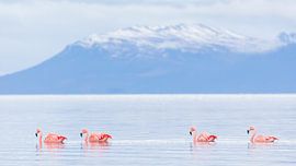 Flamingos in the mountains by Lennart Verheuvel