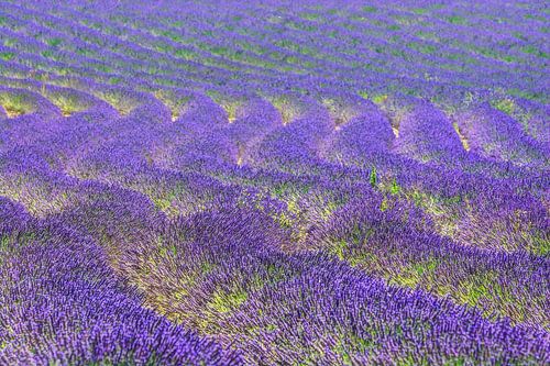 "Vaguement droit" van Georges Rudolph