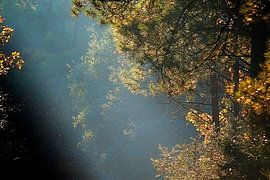 Trait de lumière automnale