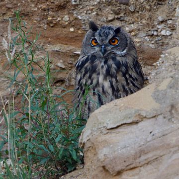 Eurasian Eagle Owl ( Bubo bubo ), grown up, resting, hiding behind rocks van wunderbare Erde
