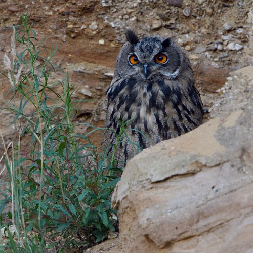 Uhu ( Bubo bubo ), halbstarker Jungvogel versteckt sich hinter einem Stein