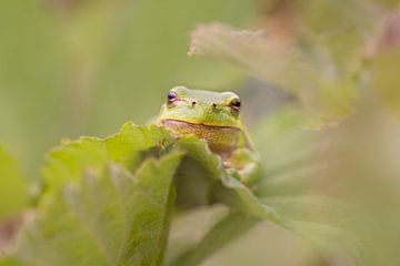 tree frog by Lia Hulsbeek Brinkman