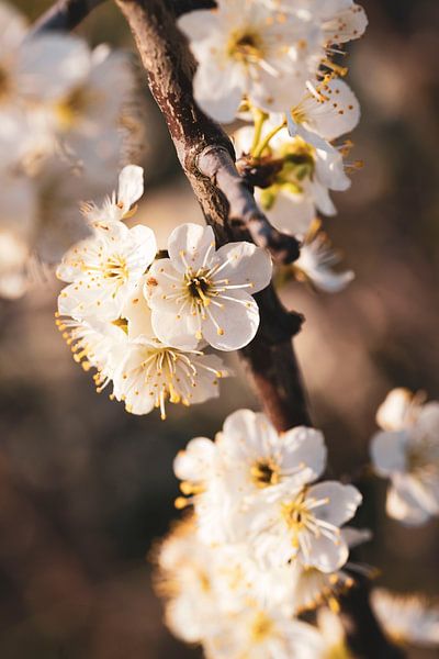 Blossom by Liefs van Peet