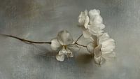 Still life in Japandi style