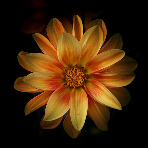 Narcistische dahlia