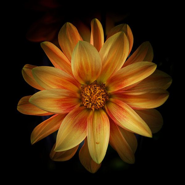 Narcistische dahlia by Brian Taylor