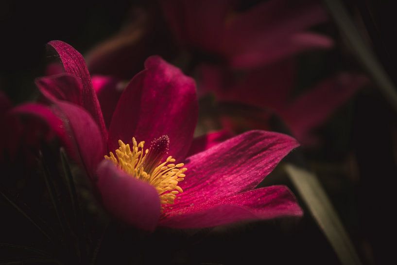 Colorful pink flower dark & moody van Sandra Hazes