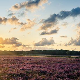 Sonnenuntergang über violettem Heidekraut von Wolf Schouten