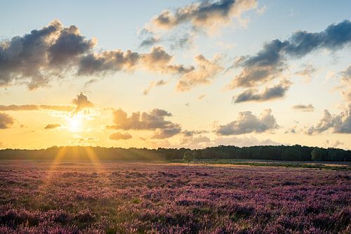 Sunset over purple heather