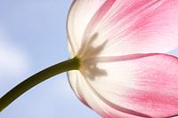 Tulp