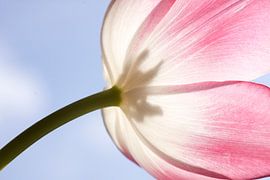 Tulp by Sabine Wiechmann