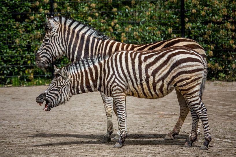 Deux zèbres dans un zoo par Joost Adriaanse