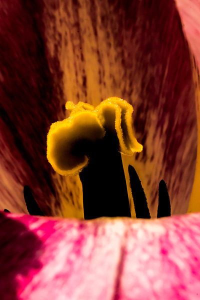 Het hart van de tulp van de buurtfotograaf Leontien