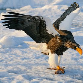Steller's Sea Eagle on floating ice III by Harry Eggens