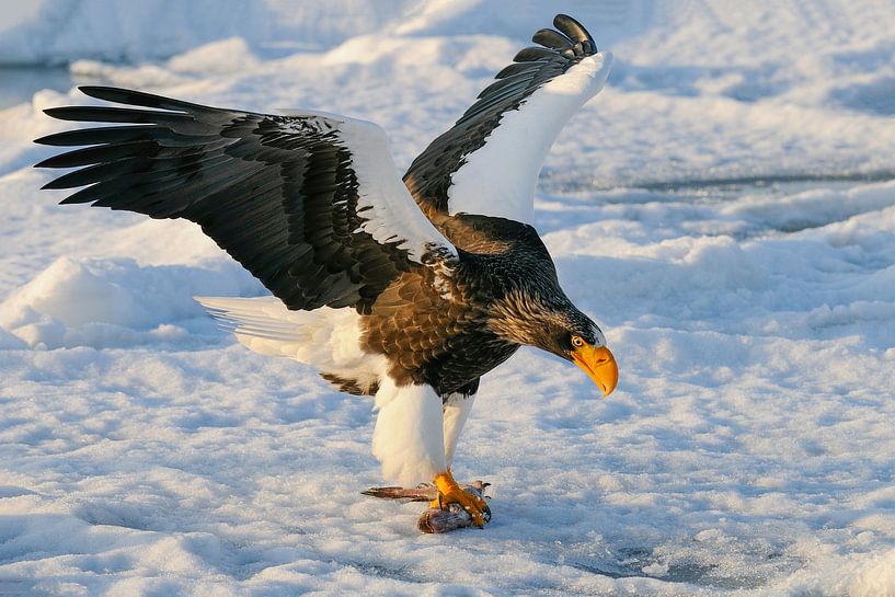 Steller's Sea Eagle on floating ice III by Harry Eggens