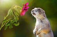 Prairiehond ruikt aan bloem van Chihong thumbnail