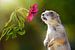 Prairiehond ruikt aan bloem van Chihong