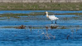Spoonbill