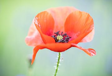 coquelicot sur natascha verbij