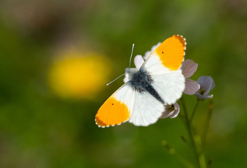 Orange tip on cuckoo flower by Niels Punter